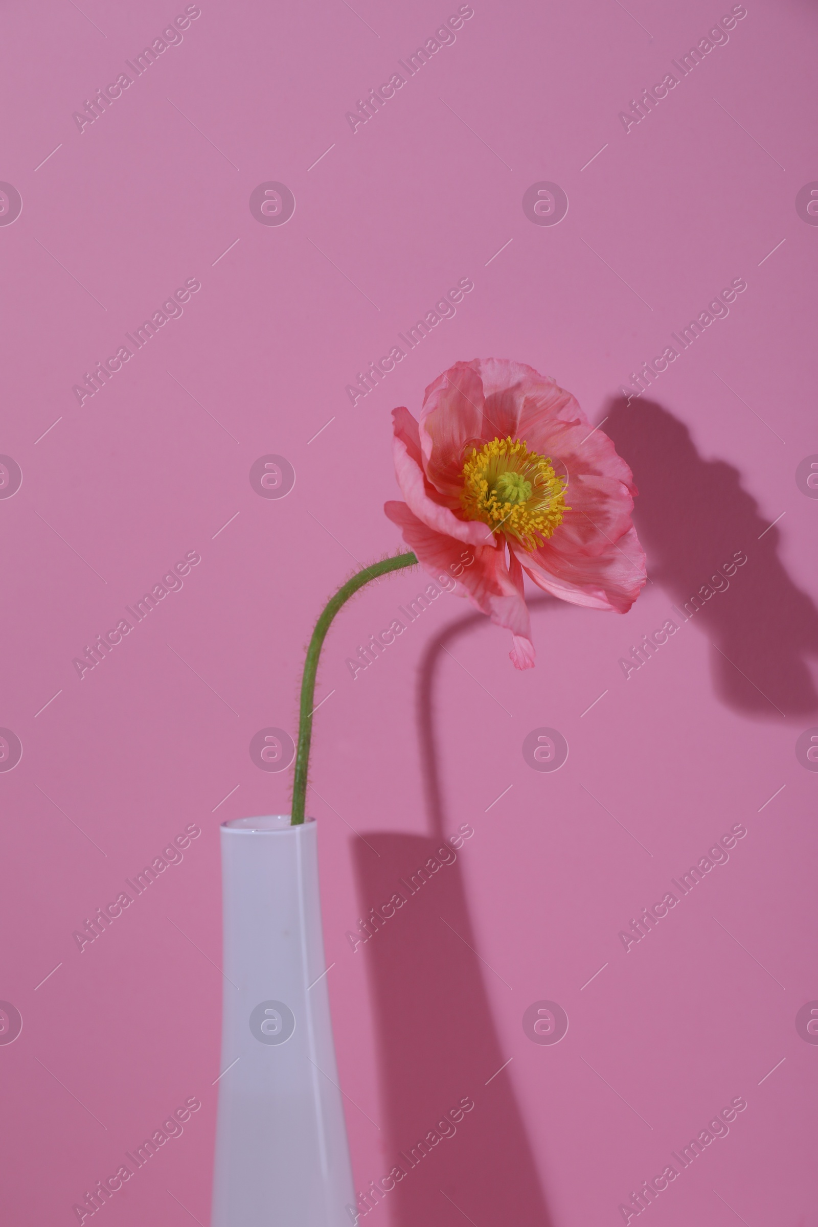 Beautiful poppy flower in vase casting shadow on pink background, closeup Photo of Beautiful poppy flower in vase casting shadow on pink background, closeup