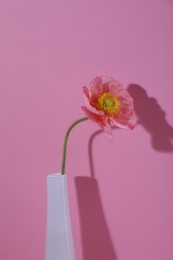 Photo of Beautiful poppy flower in vase casting shadow on pink background, closeup