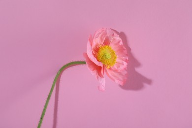 Photo of Beautiful poppy flower on pink background, closeup