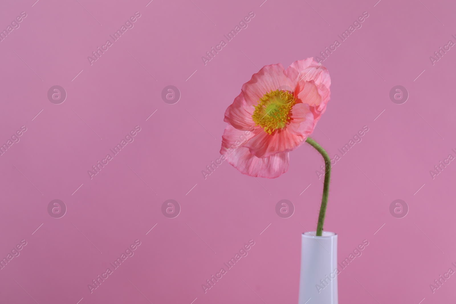 Beautiful poppy flower in vase on pink background, closeup. Space for text Photo of Beautiful poppy flower in vase on pink background, closeup. Space for text