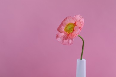 Photo of Beautiful poppy flower in vase on pink background, closeup. Space for text
