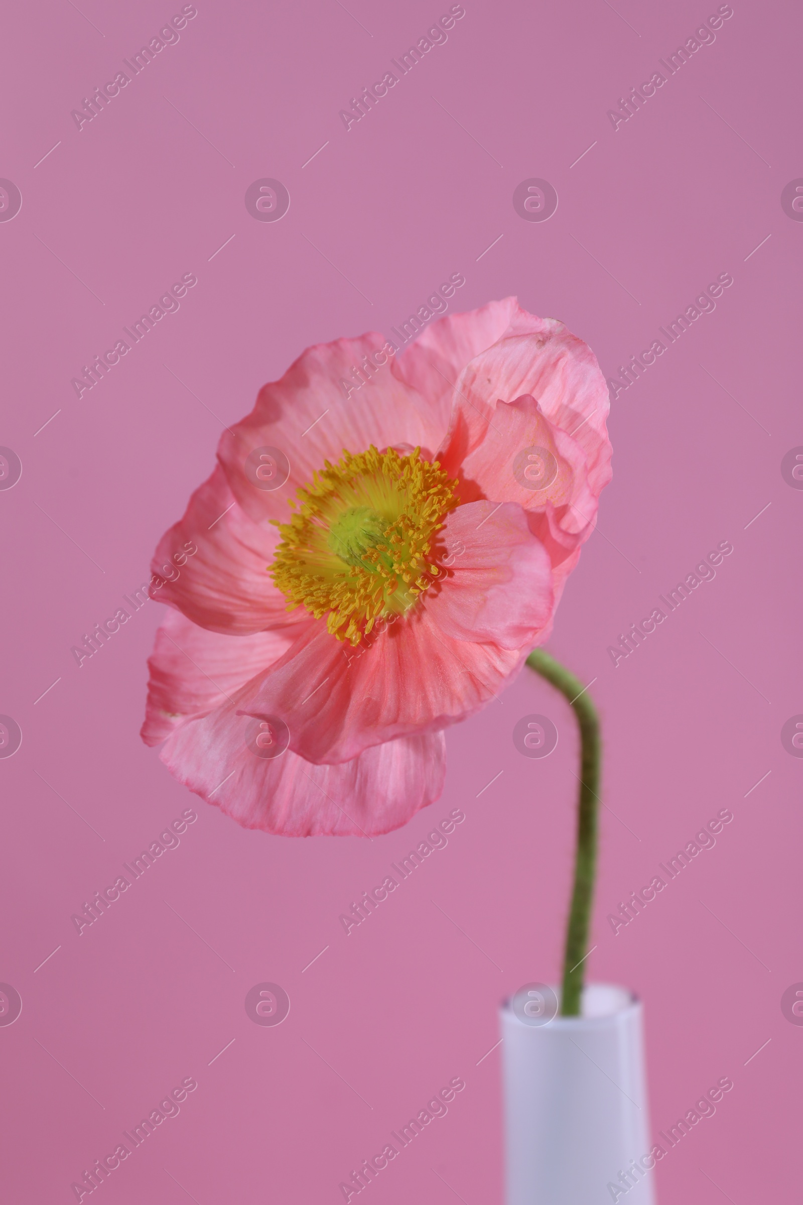 Beautiful poppy flower in vase on pink background, closeup Photo of Beautiful poppy flower in vase on pink background, closeup