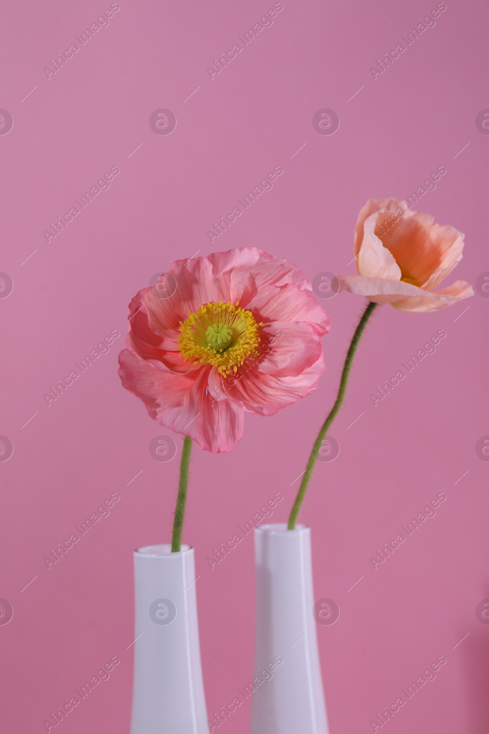 Beautiful poppy flowers in vases on pink background, closeup Photo of Beautiful poppy flowers in vases on pink background, closeup