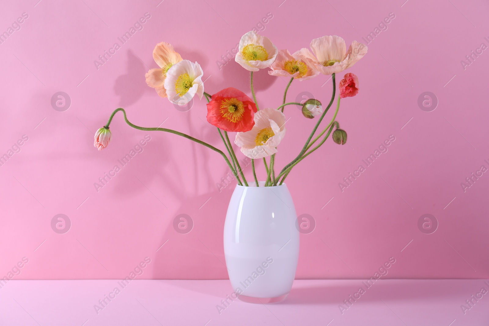 Beautiful poppy flowers in vase on pink background, closeup Photo of Beautiful poppy flowers in vase on pink background, closeup