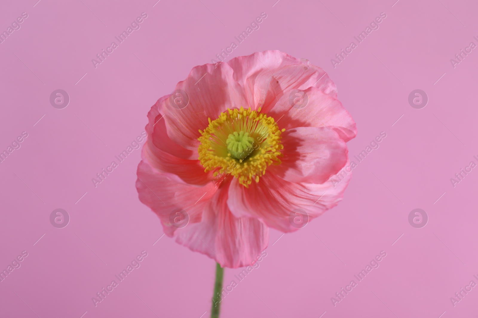 Beautiful poppy flower on pink background, closeup Photo of Beautiful poppy flower on pink background, closeup