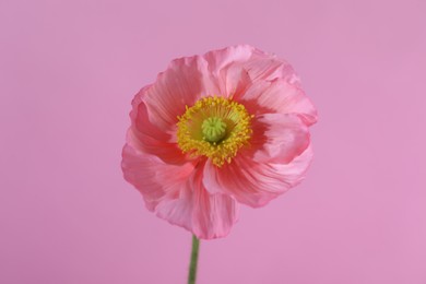 Photo of Beautiful poppy flower on pink background, closeup