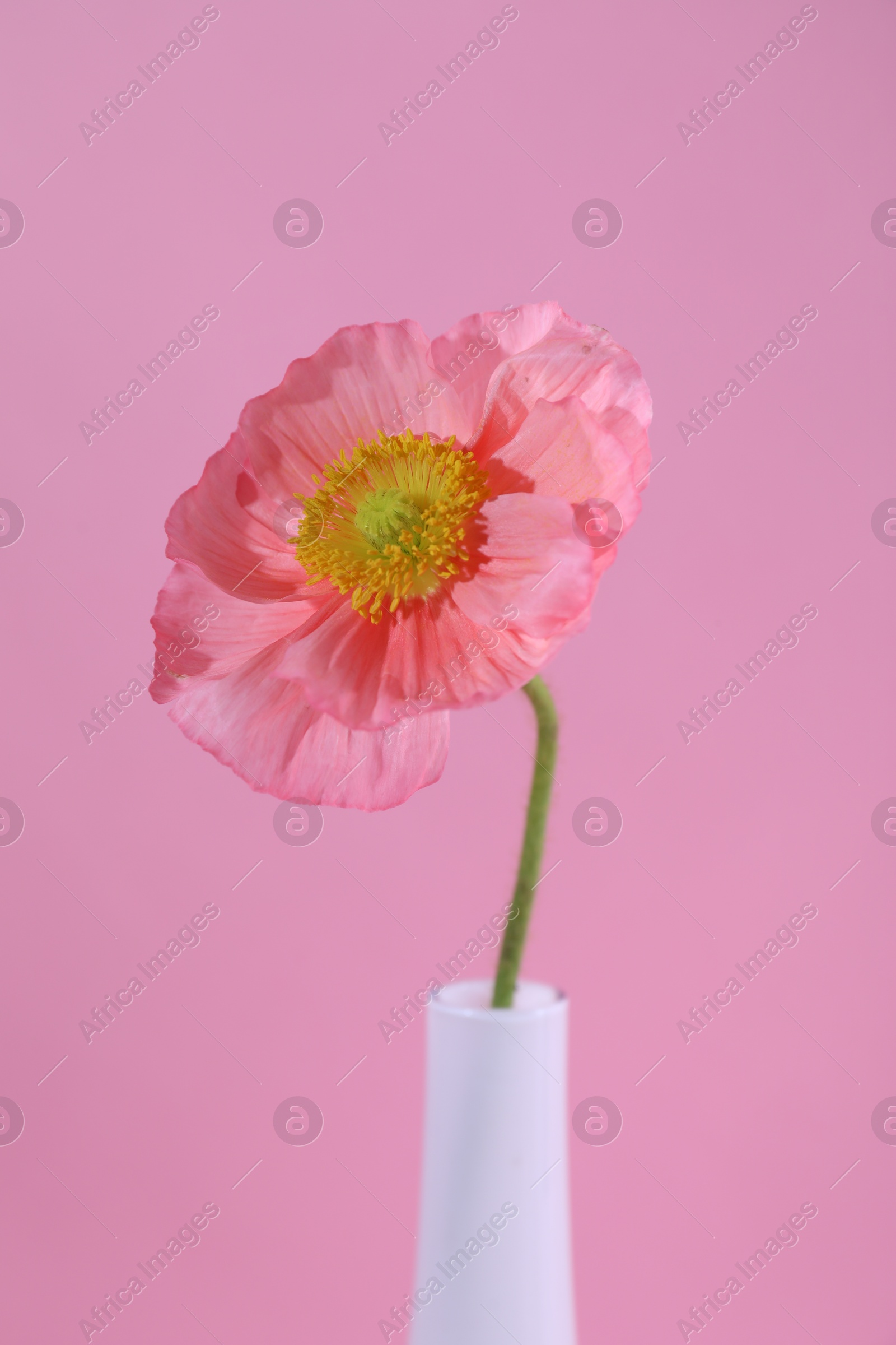 Beautiful poppy flower in vase on pink background, closeup Photo of Beautiful poppy flower in vase on pink background, closeup
