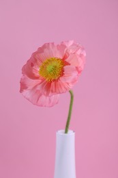 Photo of Beautiful poppy flower in vase on pink background, closeup