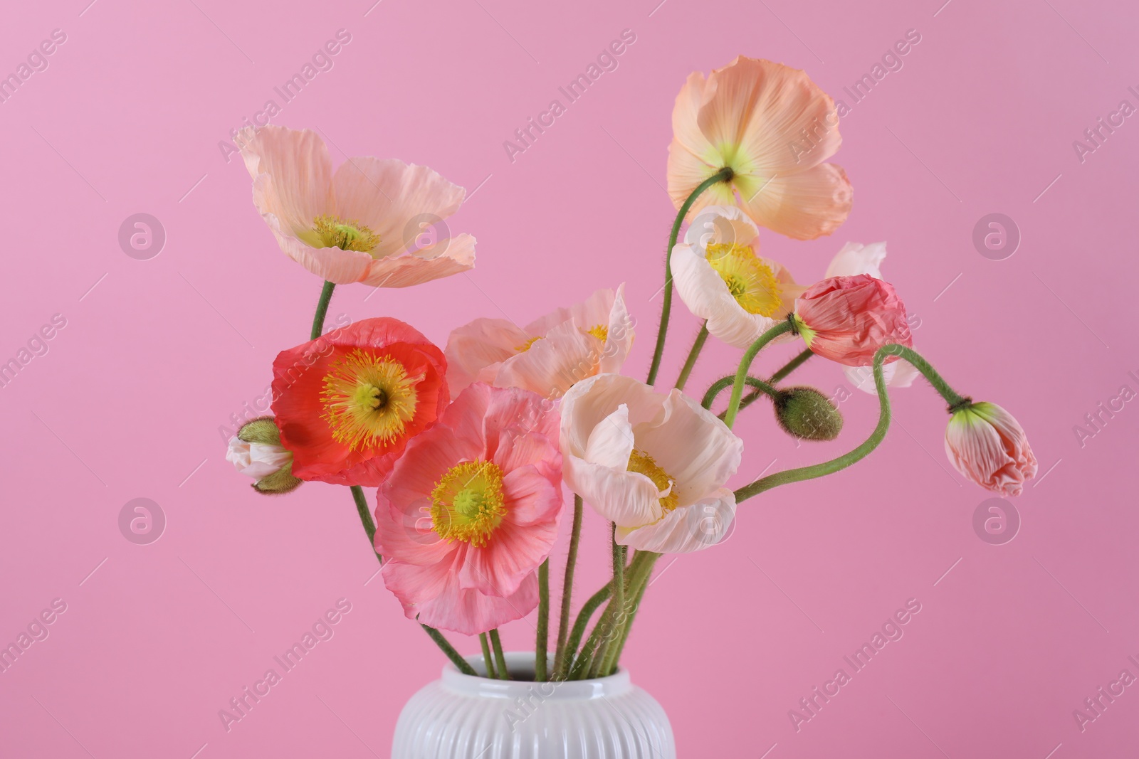 Beautiful poppy flowers in vase on pink background, closeup Photo of Beautiful poppy flowers in vase on pink background, closeup