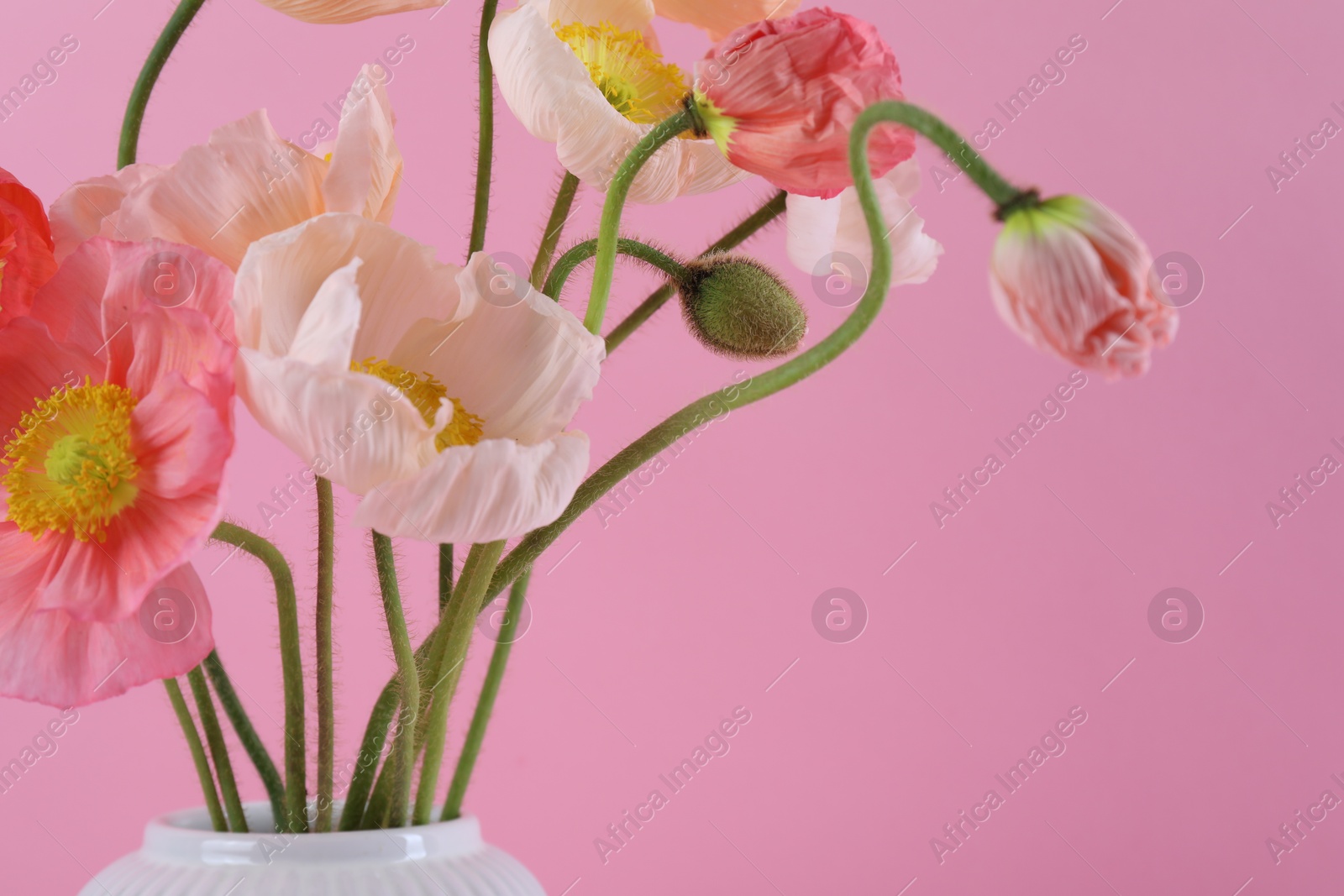 Beautiful poppy flowers in vase on pink background, closeup Photo of Beautiful poppy flowers in vase on pink background, closeup