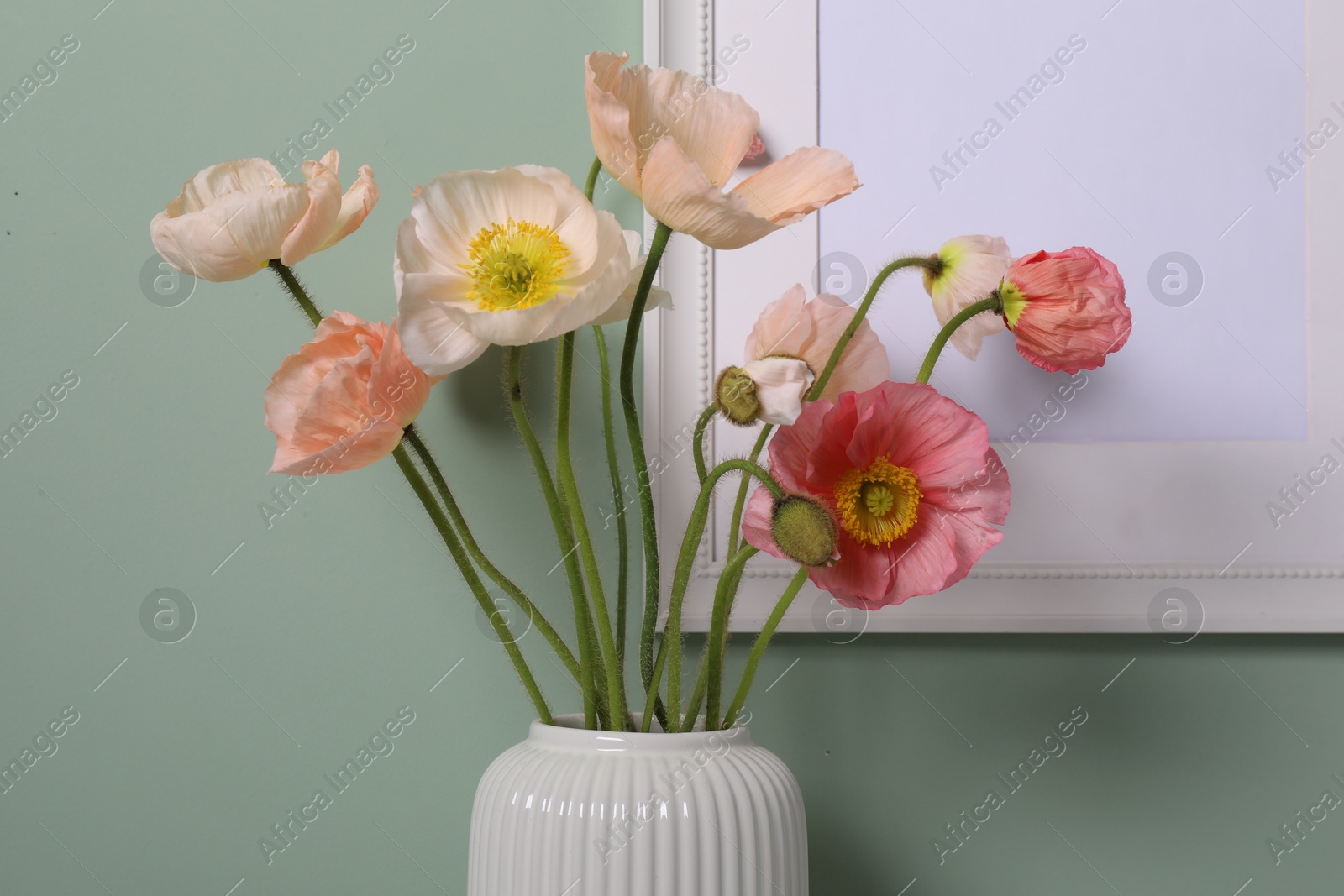 Beautiful poppy flowers in vase near green wall, closeup Photo of Beautiful poppy flowers in vase near green wall, closeup