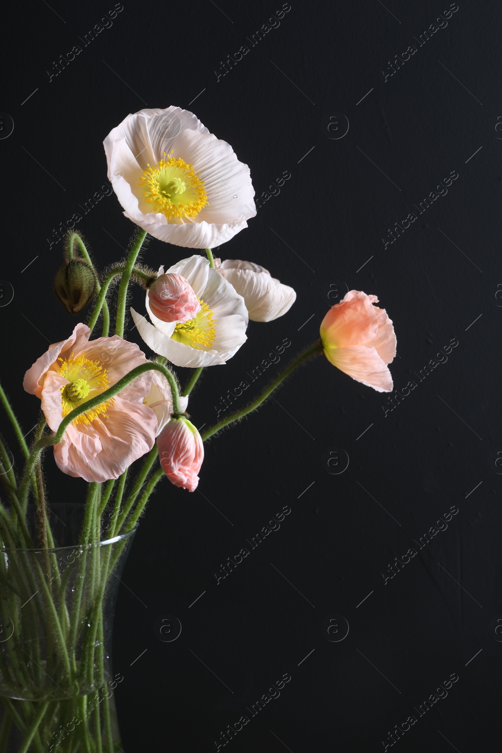 Beautiful poppy flowers in vase on black background, closeup Photo of Beautiful poppy flowers in vase on black background, closeup