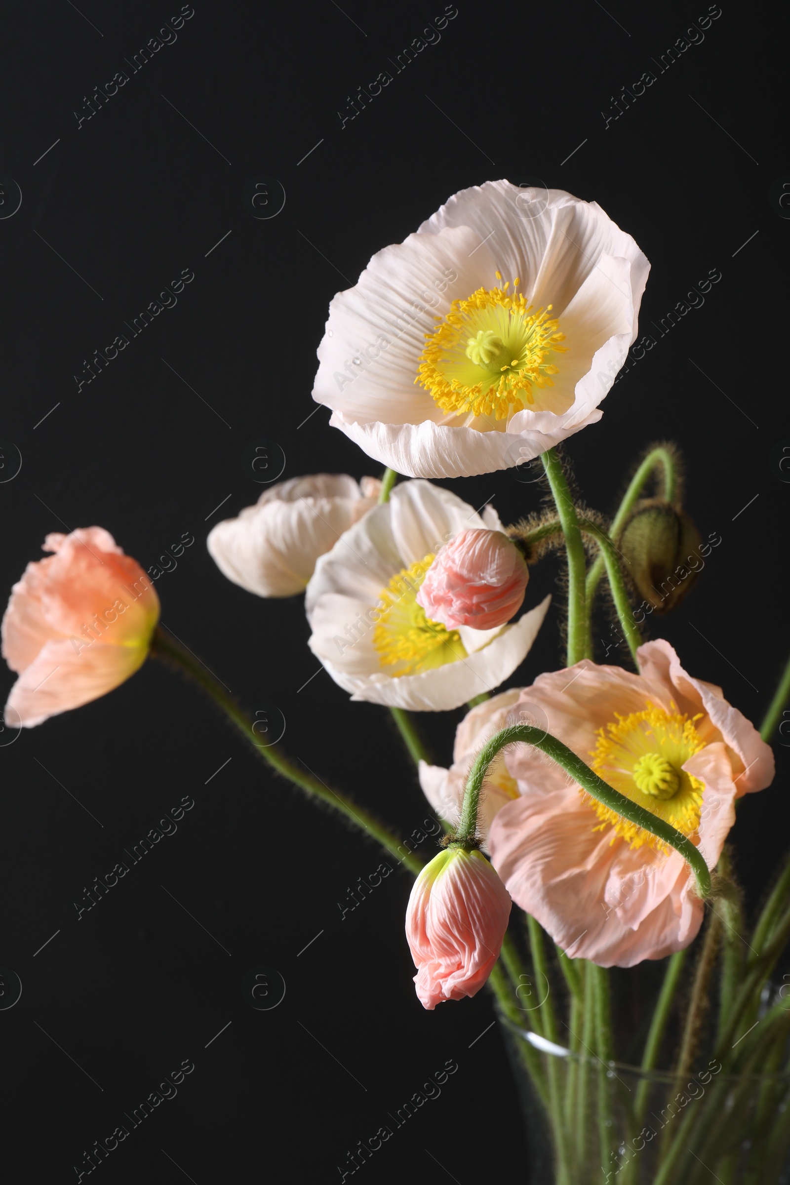 Beautiful poppy flowers in vase on black background, closeup Photo of Beautiful poppy flowers in vase on black background, closeup