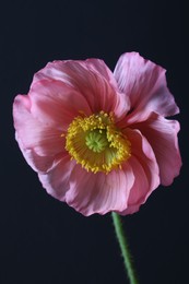 Photo of Beautiful poppy flower on black background, closeup
