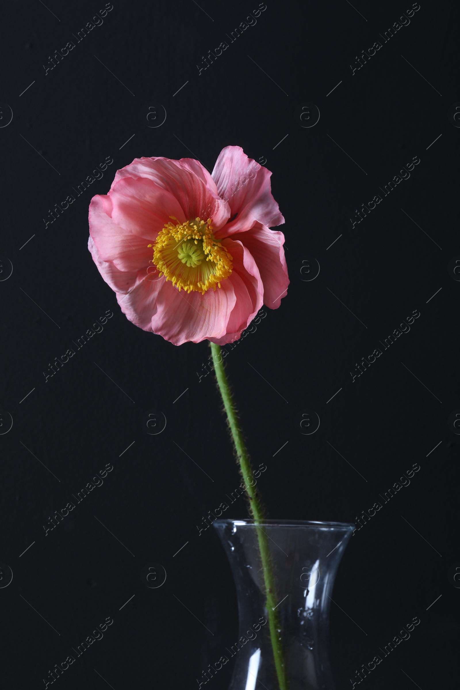 Beautiful poppy flower in vase on black background, closeup Photo of Beautiful poppy flower in vase on black background, closeup