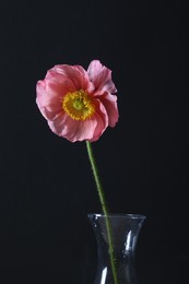Photo of Beautiful poppy flower in vase on black background, closeup
