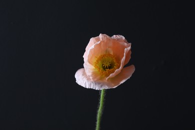 Photo of Beautiful poppy flower on black background, closeup