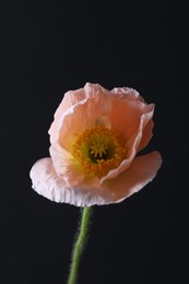 Photo of Beautiful poppy flower on black background, closeup