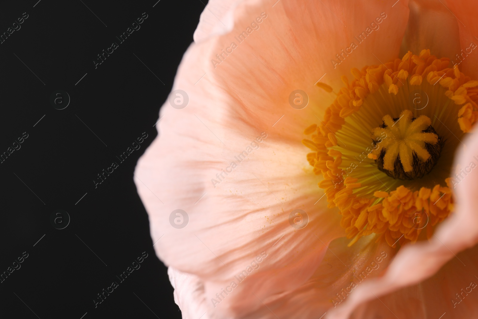 Beautiful poppy flower on black background, closeup Photo of Beautiful poppy flower on black background, closeup