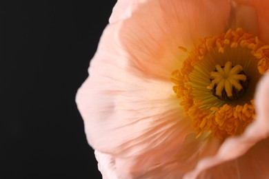 Photo of Beautiful poppy flower on black background, closeup