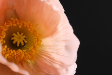 Photo of Beautiful poppy flower on black background, closeup