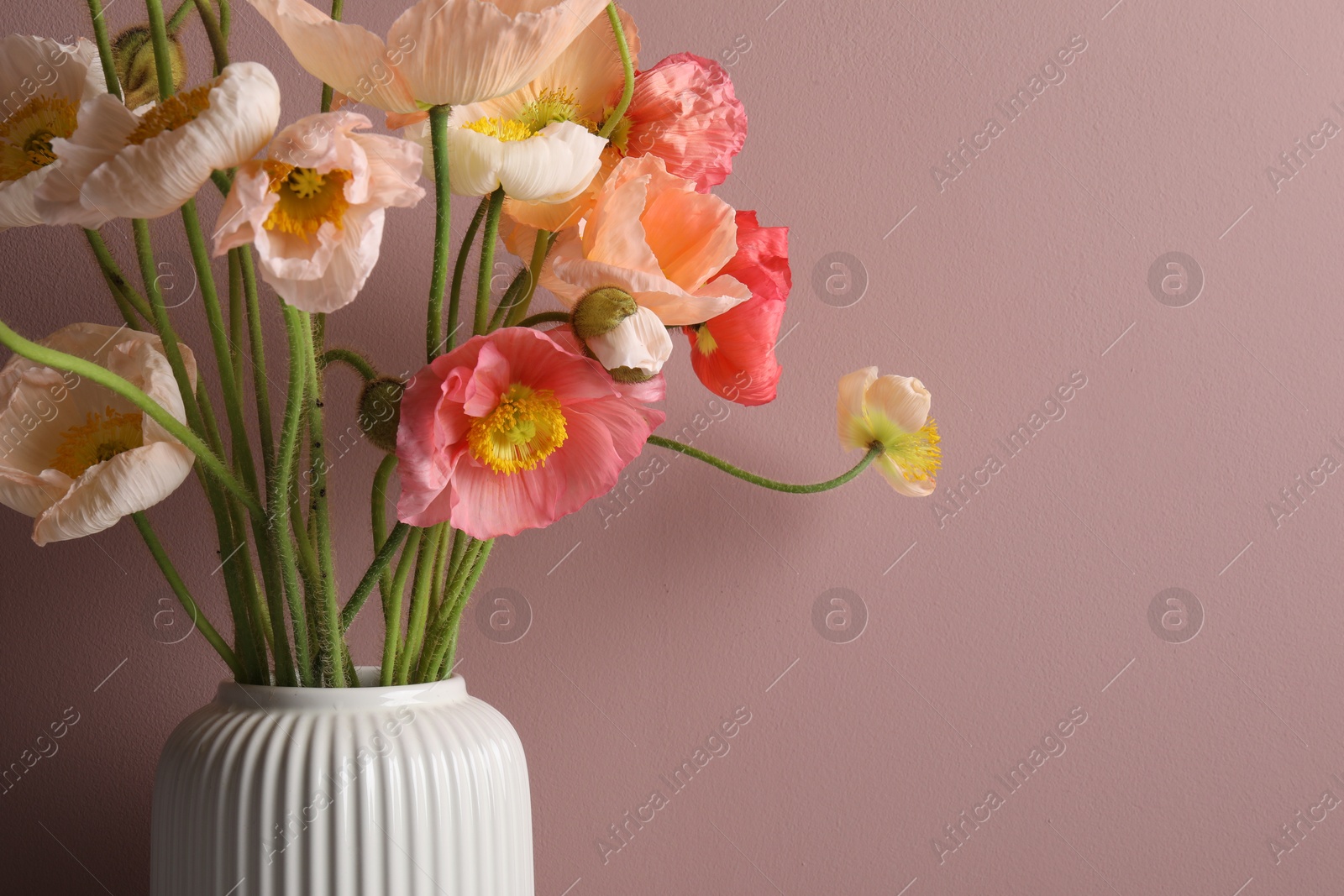 Beautiful poppy flowers in vase on pink background, closeup. Space for text Photo of Beautiful poppy flowers in vase on pink background, closeup. Space for text