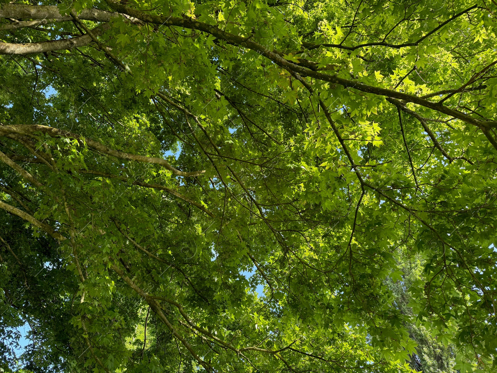 Beautiful tree crown with green leaves as background, closeup Photo of Beautiful tree crown with green leaves as background, closeup