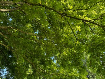 Photo of Beautiful tree crown with green leaves as background, closeup