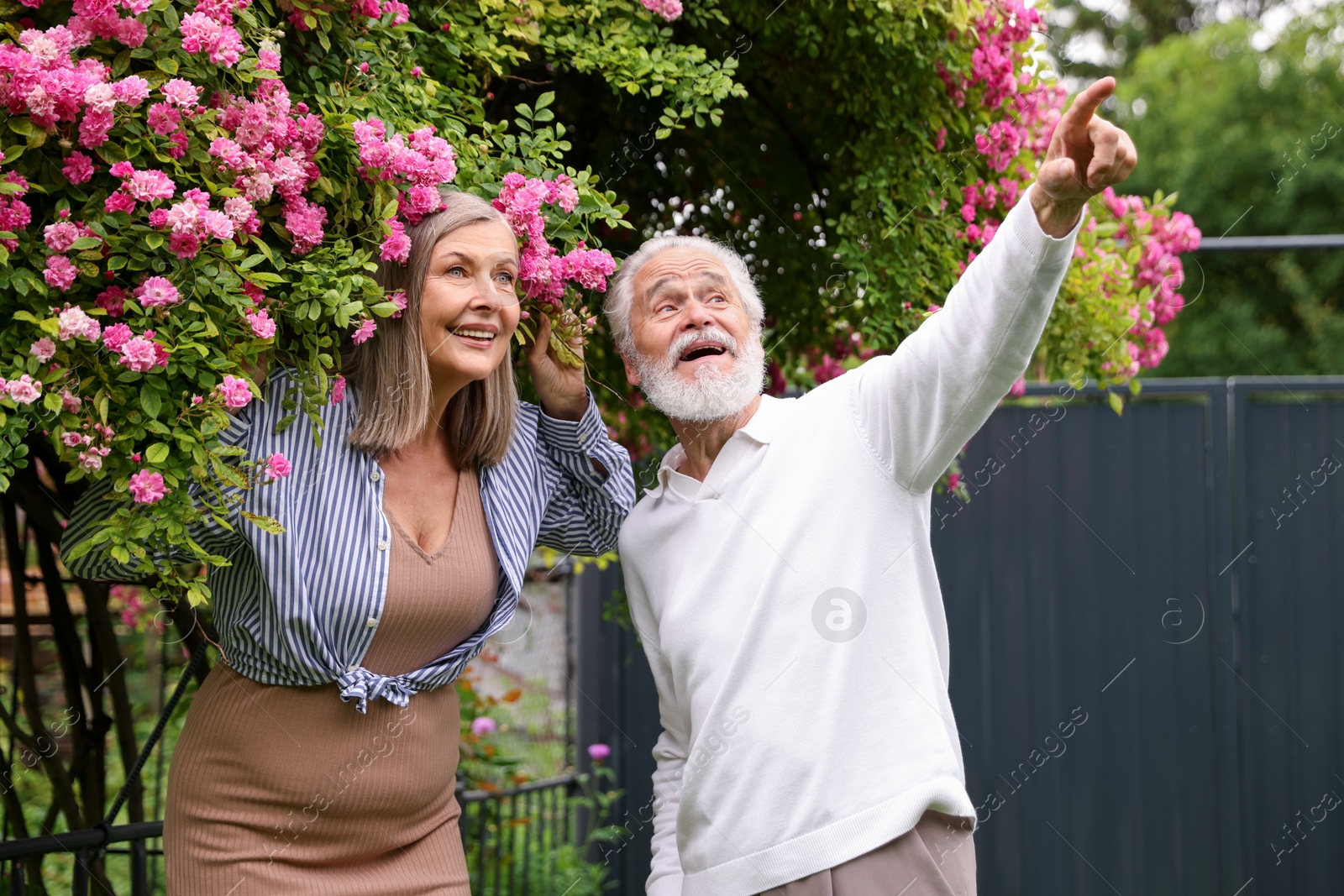 Photo of Lovely senior couple near bush of pink roses outdoors
