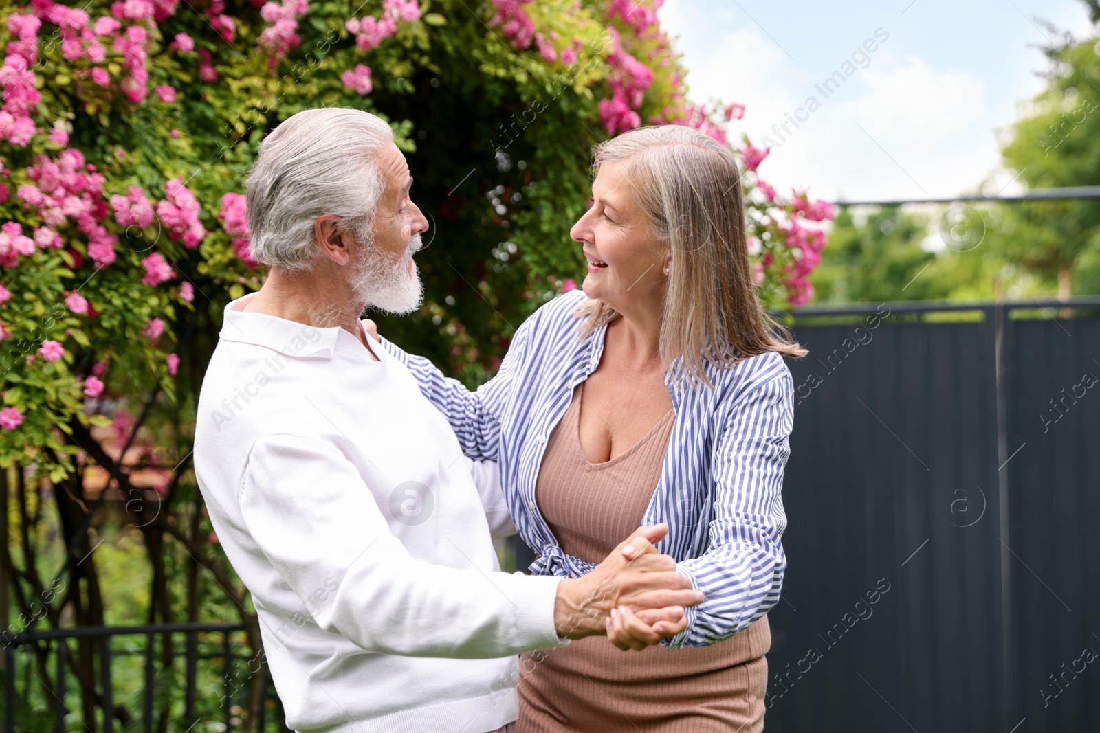 Lovely senior couple dancing near bush of pink roses outdoors Photo of Lovely senior couple dancing near bush of pink roses outdoors