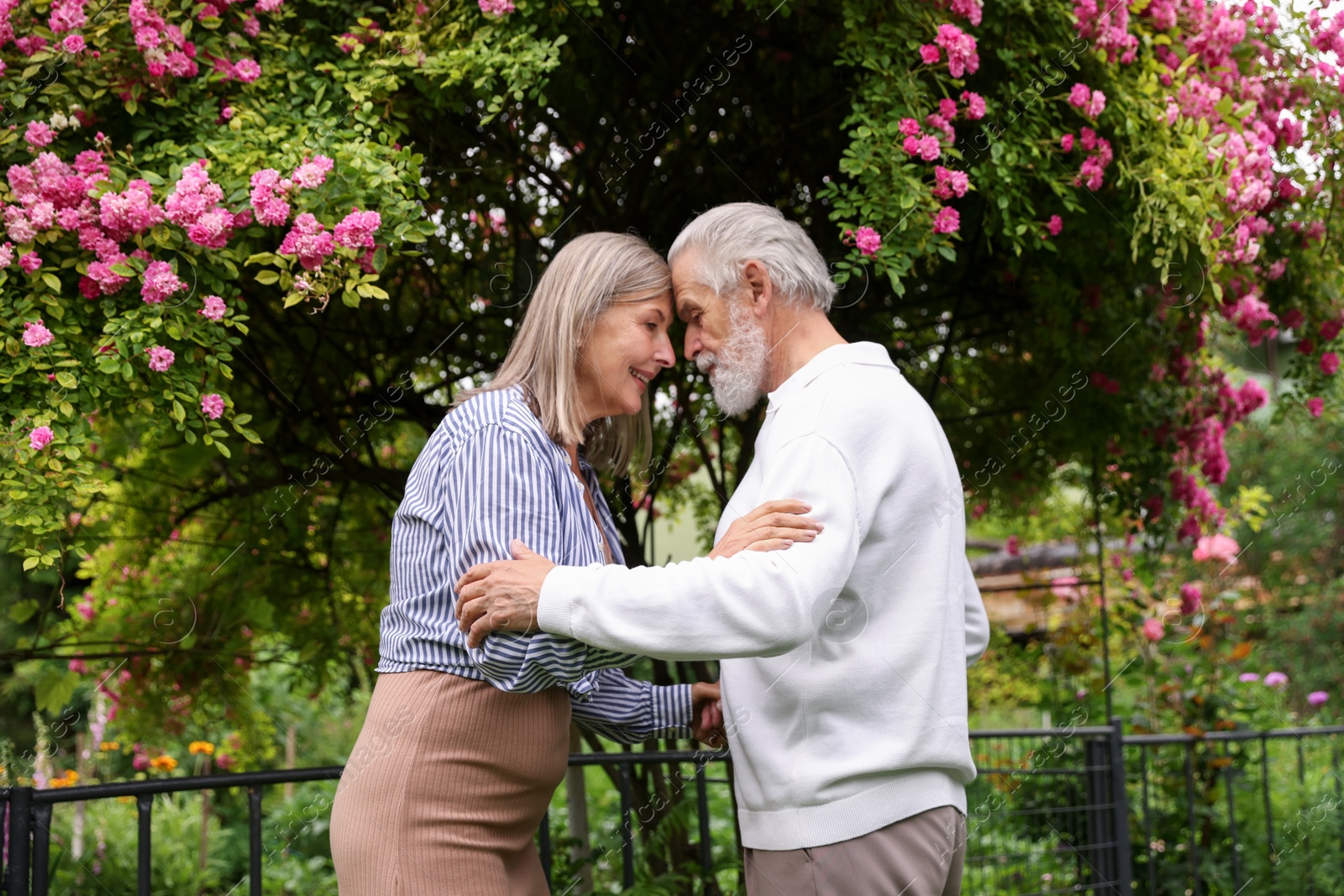 Lovely senior couple near bush of pink roses outdoors Photo of Lovely senior couple near bush of pink roses outdoors