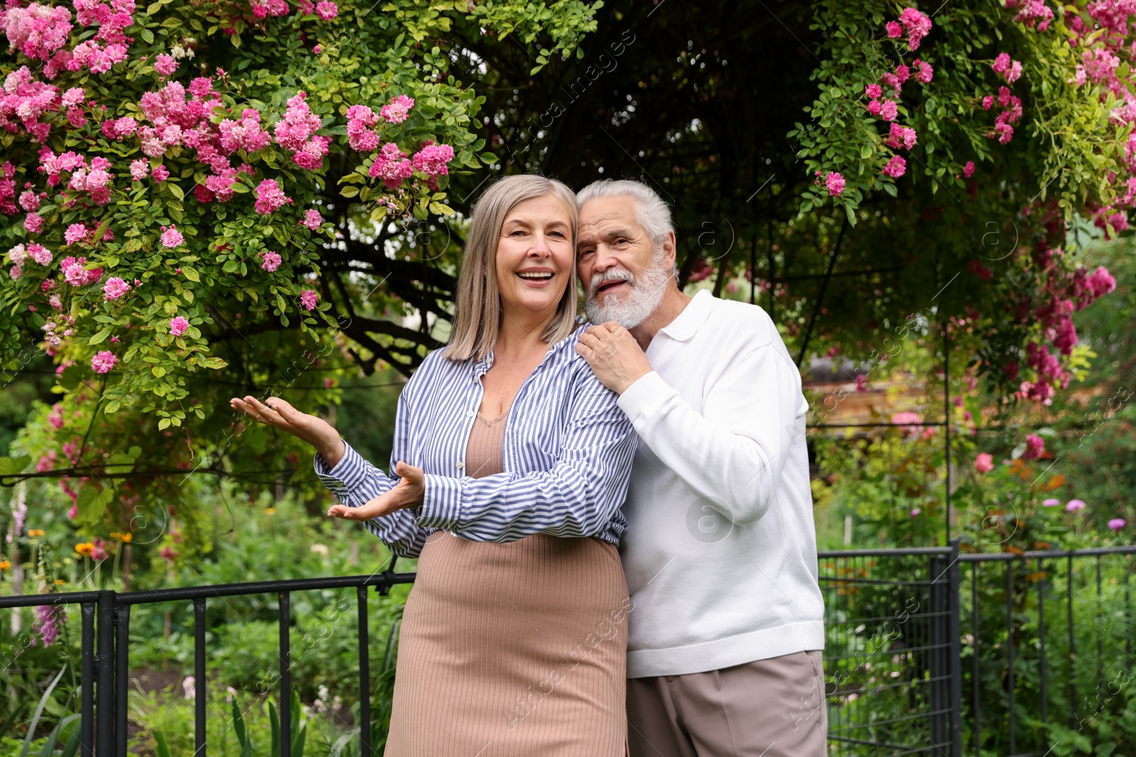 Lovely senior couple near bush of pink roses outdoors Photo of Lovely senior couple near bush of pink roses outdoors