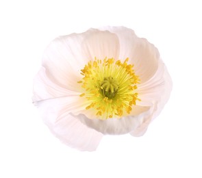 Photo of One beautiful poppy flower bud isolated on white