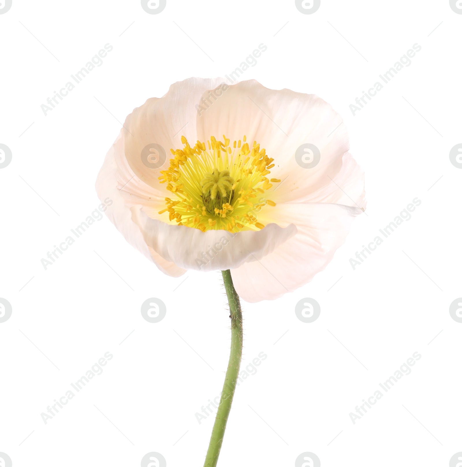 One beautiful poppy flower isolated on white Photo of One beautiful poppy flower isolated on white