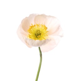 Photo of One beautiful poppy flower isolated on white