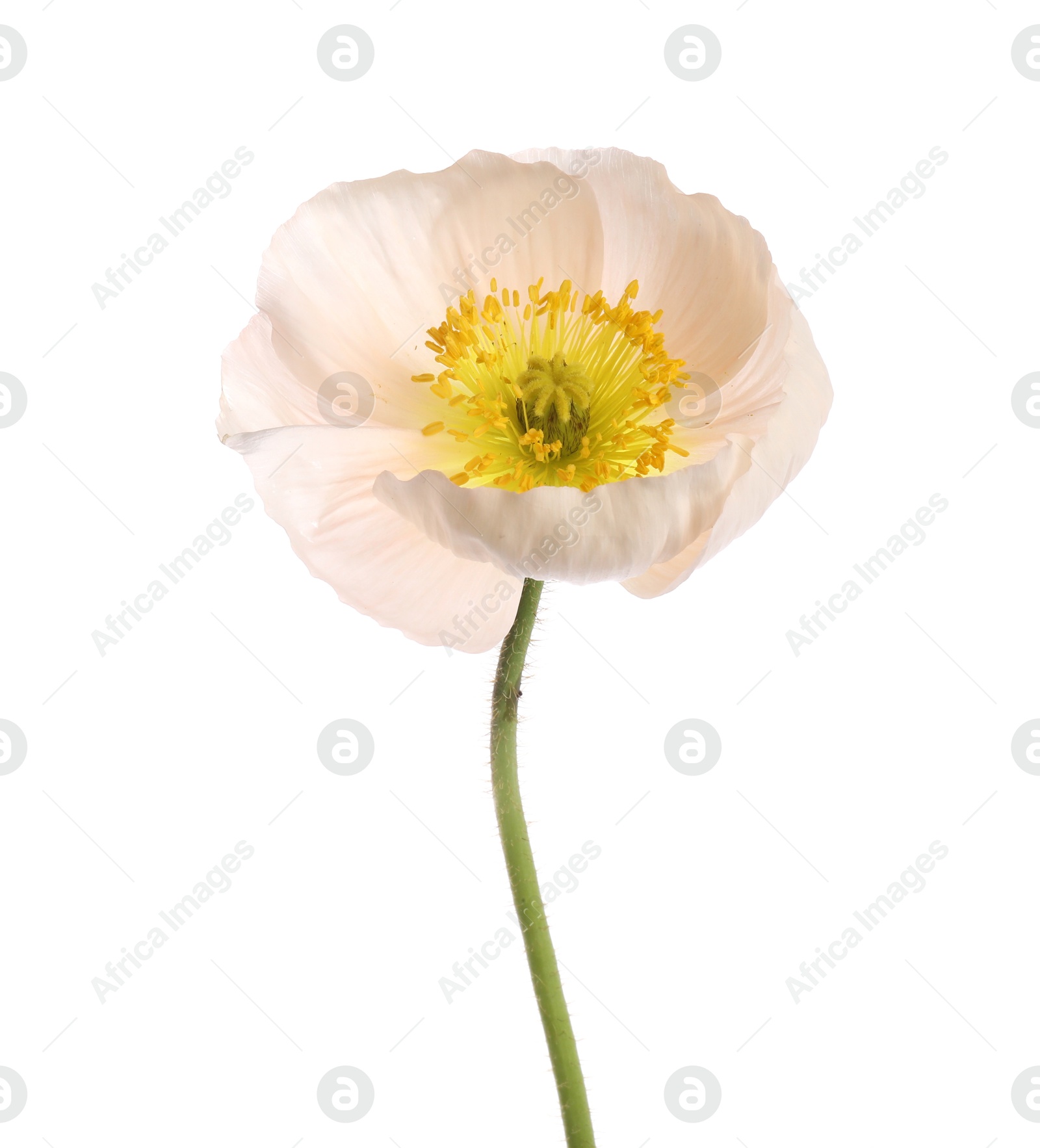 One beautiful poppy flower isolated on white Photo of One beautiful poppy flower isolated on white