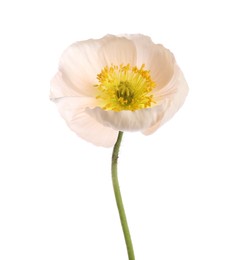 Photo of One beautiful poppy flower isolated on white