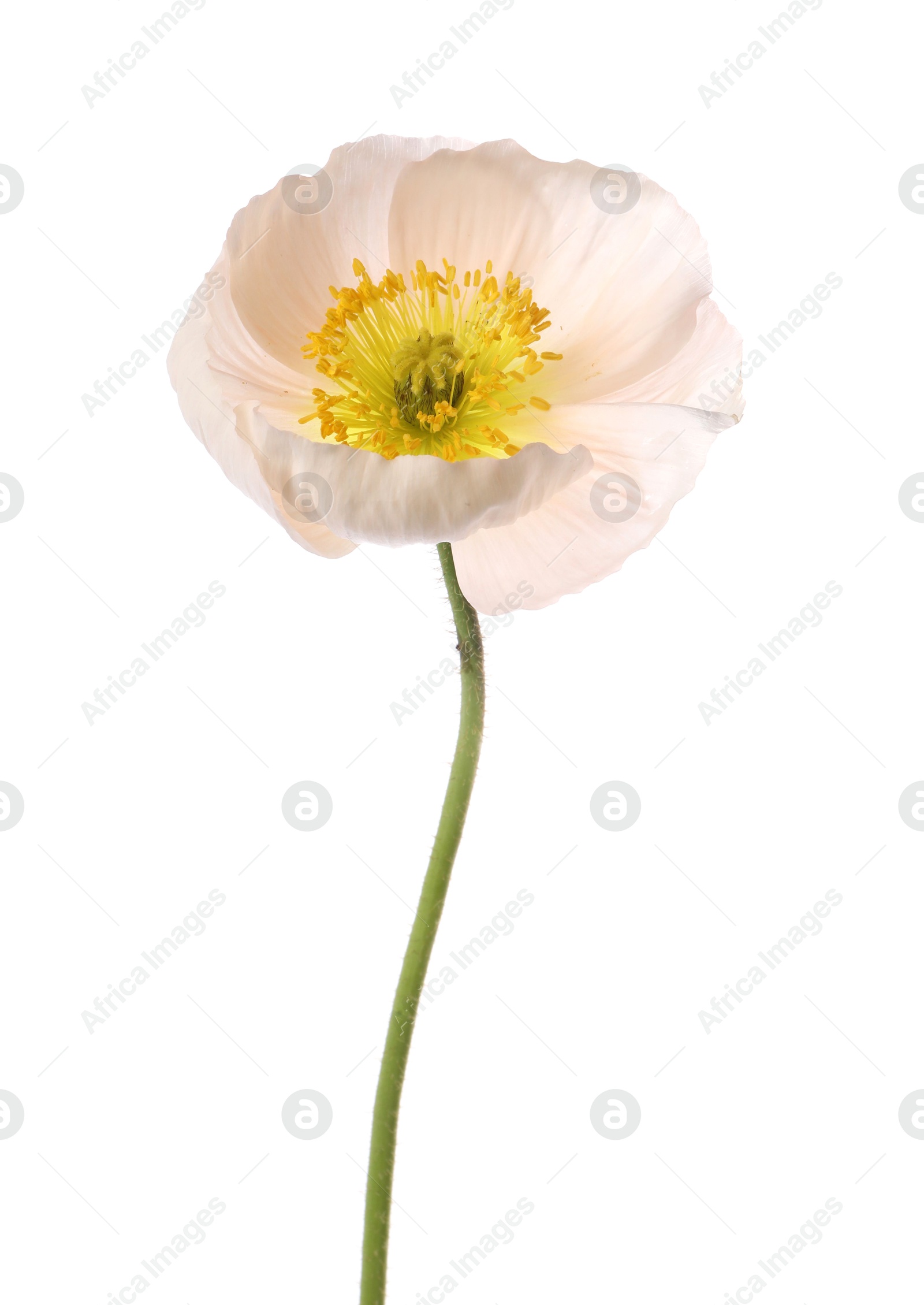 One beautiful poppy flower isolated on white Photo of One beautiful poppy flower isolated on white