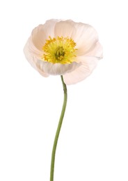 Photo of One beautiful poppy flower isolated on white