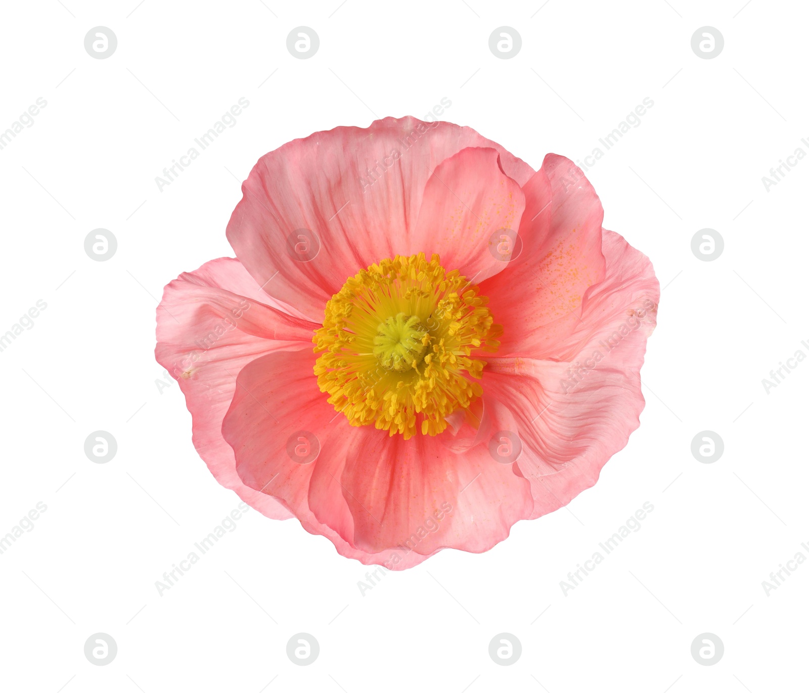 One beautiful poppy flower bud isolated on white Photo of One beautiful poppy flower bud isolated on white