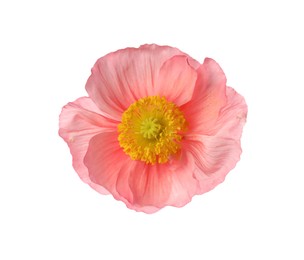 Photo of One beautiful poppy flower bud isolated on white