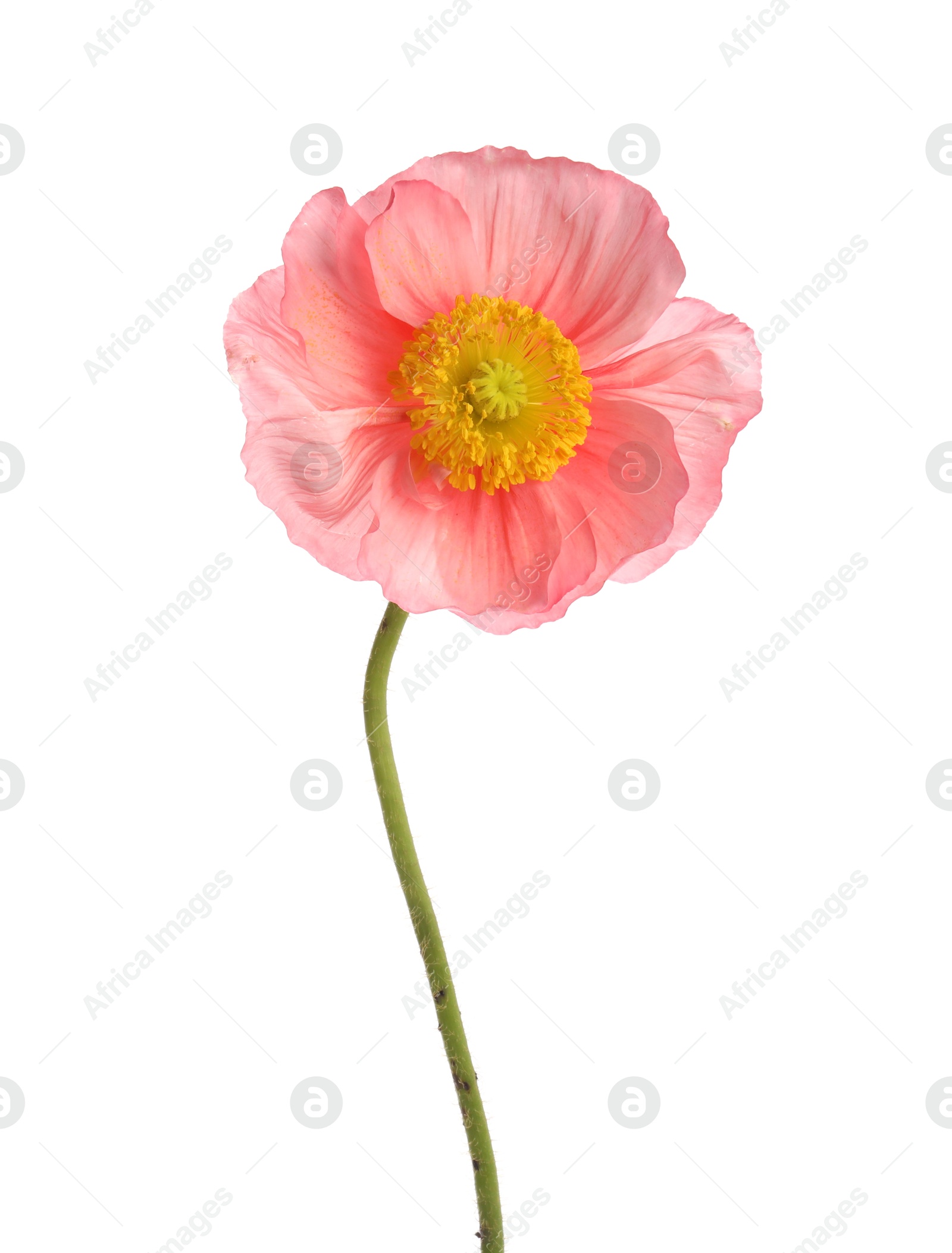 One beautiful poppy flower isolated on white Photo of One beautiful poppy flower isolated on white
