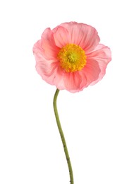 Photo of One beautiful poppy flower isolated on white