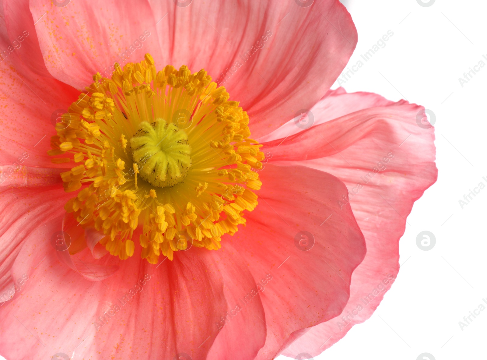 One beautiful poppy flower bud isolated on white Photo of One beautiful poppy flower bud isolated on white