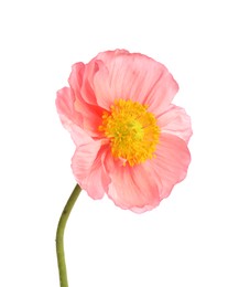 Photo of One beautiful poppy flower isolated on white