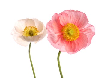 Photo of Beautiful poppy flowers with green stems isolated on white