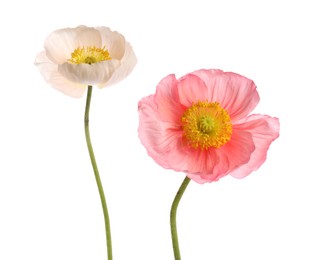 Photo of Beautiful poppy flowers with green stems isolated on white