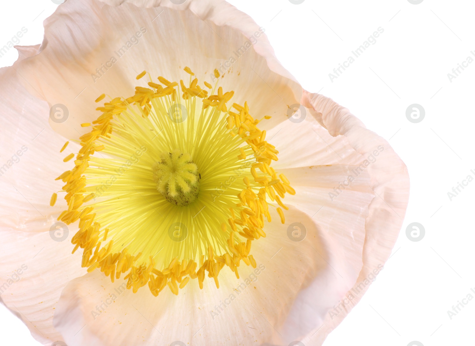 One beautiful poppy flower bud isolated on white Photo of One beautiful poppy flower bud isolated on white