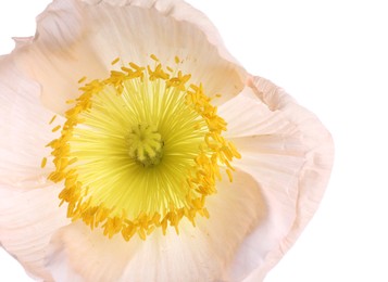 Photo of One beautiful poppy flower bud isolated on white