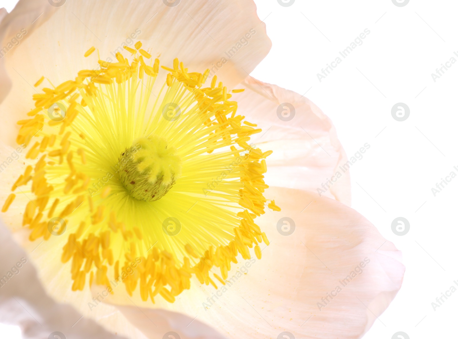 One beautiful poppy flower bud isolated on white Photo of One beautiful poppy flower bud isolated on white